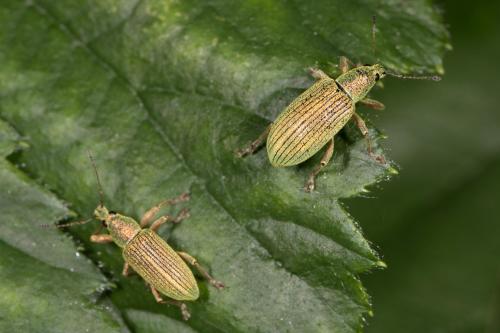 Polydrusus formosus