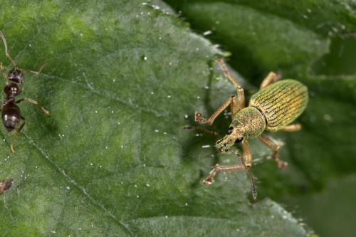 Polydrusus formosus