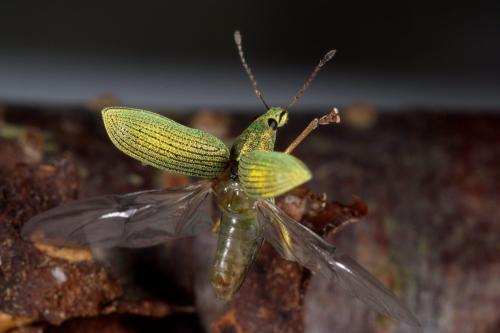 Réf. 282 400 : Phyllobius betulinus