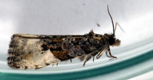 Hedya pruniana