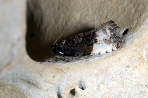 Hedya pruniana