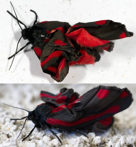 Réf. 282 210 : Tyria jacobaeae