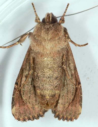 Réf. 282 408 : Mniotype solieri
