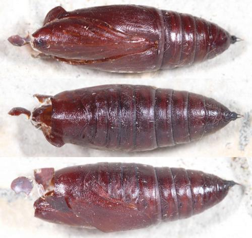 Mniotype solieri