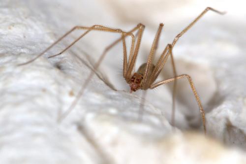 Réf. 282 450 : Spermophora senoculata