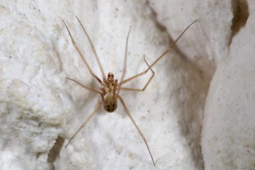 Réf. 282 448 : Spermophora senoculata