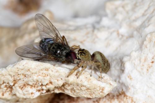 Macaroeris nidicolens