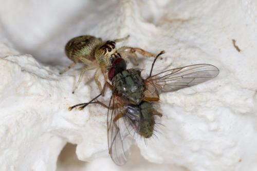 Macaroeris nidicolens