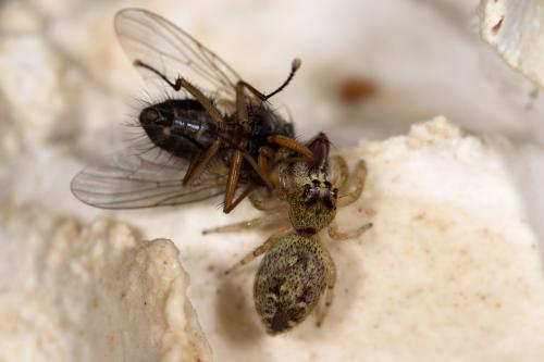 Macaroeris nidicolens