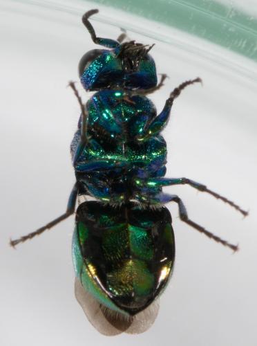 Pseudomalus auratus