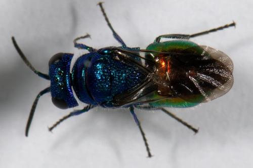 Réf. 282 731 : Pseudomalus auratus