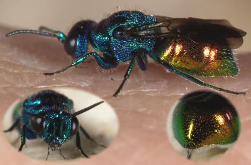 Pseudomalus auratus