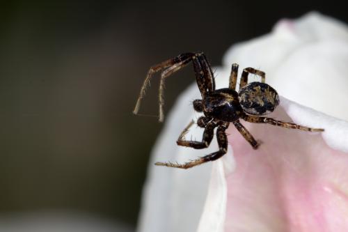 Xysticus sp.