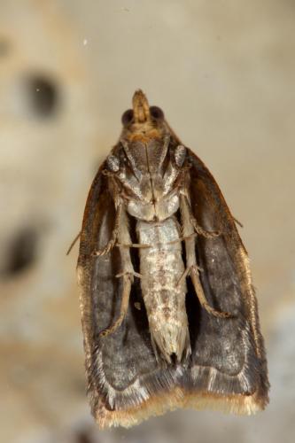 Clepsis consimilana