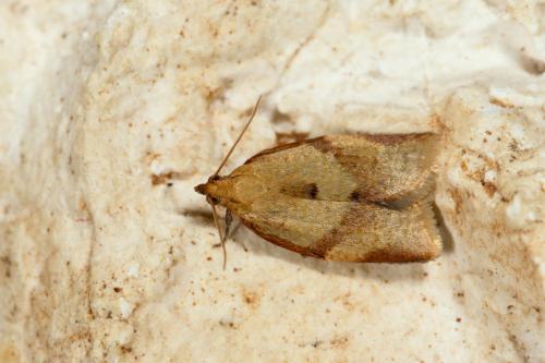 Clepsis consimilana