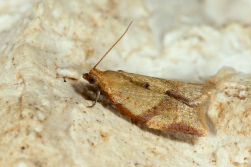 Clepsis consimilana