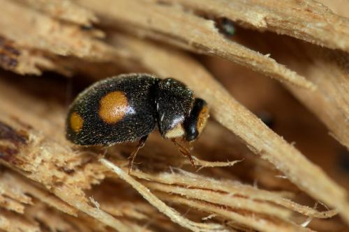 Platynaspis luteorubra