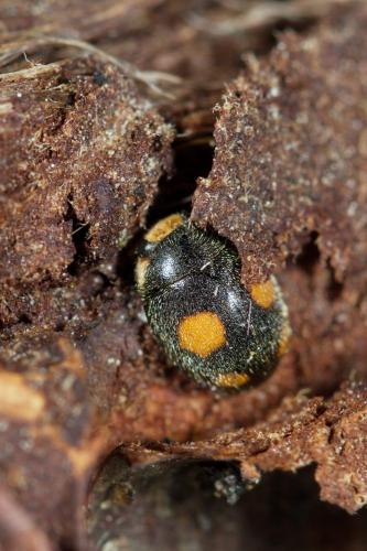 Platynaspis luteorubra