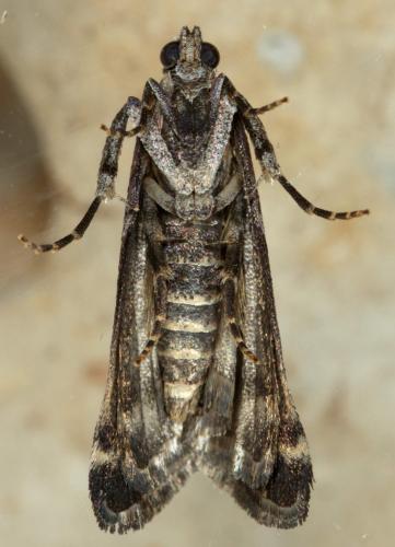 Réf. 282 951 : Acrobasis marmorea
