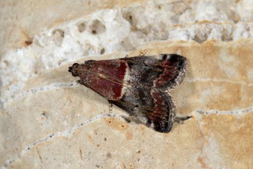 Réf. 282 949 : Acrobasis marmorea