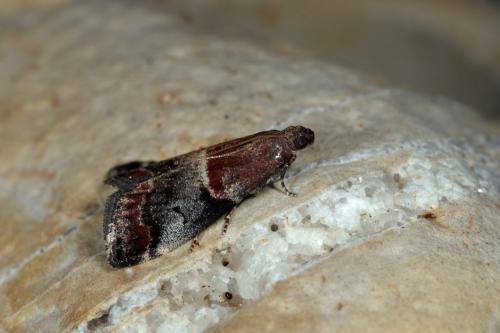Réf. 282 950 : Acrobasis marmorea