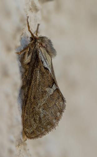 Pharmacis lupulina
