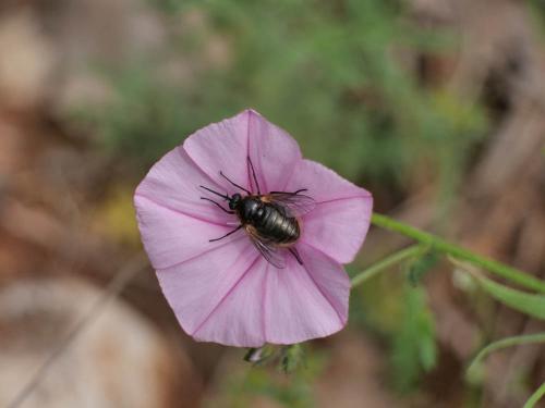 Réf. 282 894 : Usia atrata