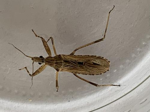 Oncocephalus pilicornis