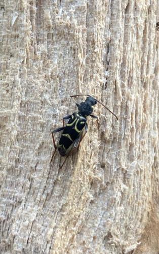 Réf. 282 259 : Xylotrechus antilope