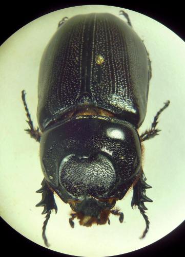 Oryctes rhinoceros