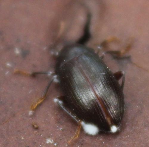 Nalassus laevioctostriatus