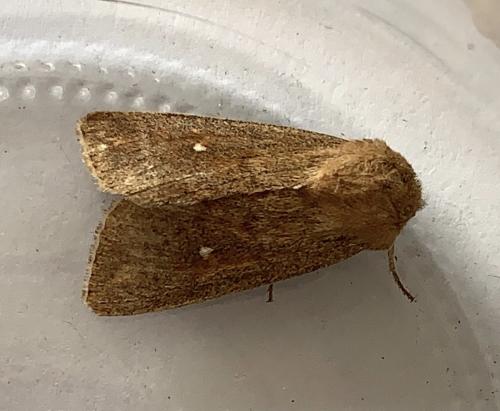 Réf. 282 763 : Mythimna albipuncta