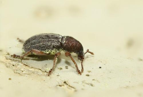 Réf. 282 461 : Polydrusus marginatus