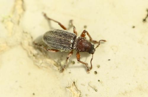 Réf. 282 462 : Polydrusus marginatus