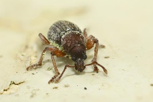 Réf. 282 474 : Polydrusus marginatus