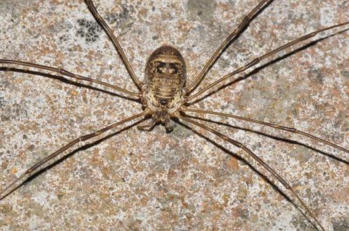 Amilenus aurantiacus