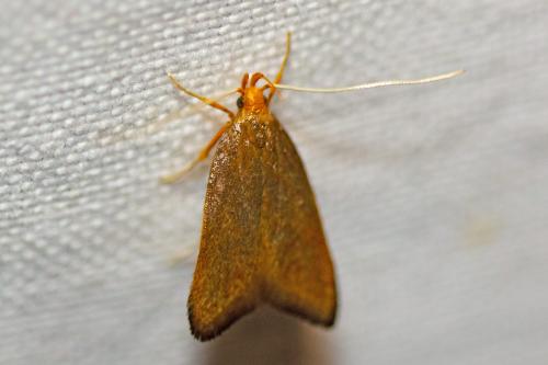 Réf. 282 538 : Eurodachtha pallicornella