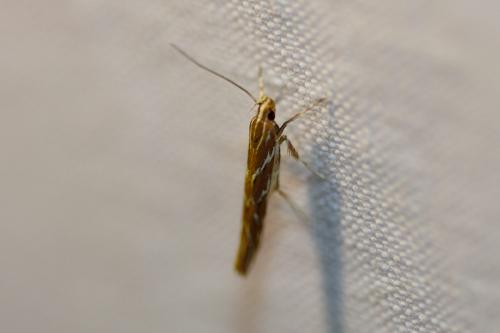 Réf. 282 552 : Pyroderces argyrogrammos