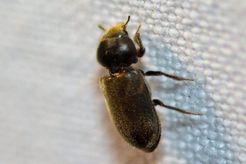 Heterocerus sp.