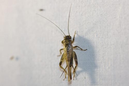 Eumodicogryllus bordigalensis bordigalensis
