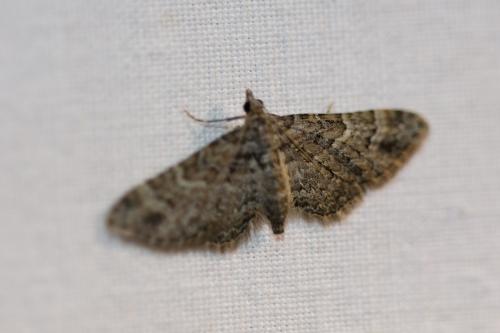 Réf. 282 824 : Gymnoscelis rufifasciata