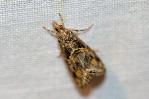 Euchromius cambridgei