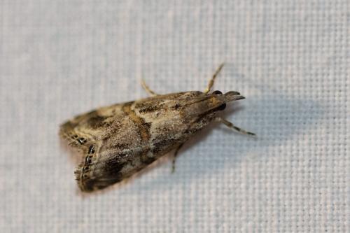 Réf. 282 883 : Euchromius sp.
