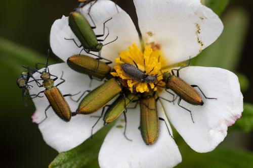 Lobonyx aeneus