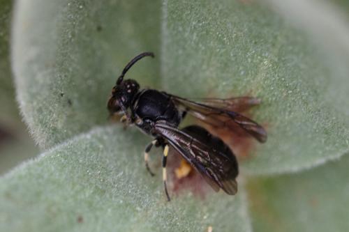 Hylaeus sp.
