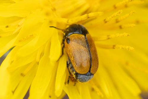 Réf. 282 998 : Cryptocephalus rugicollis