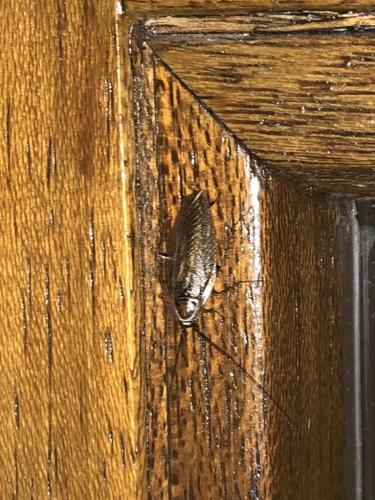 Réf. 282 504 : Ectobius lucidus