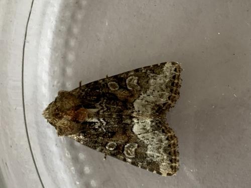 Réf. 282 764 : Oligia sp.