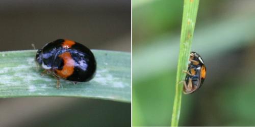 Adalia decempunctata