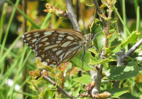 Melanargia occitanica